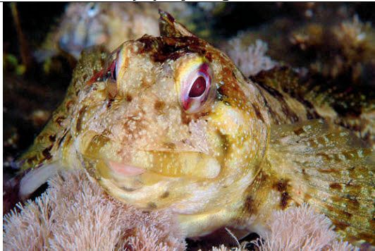 Lipophrys trigloides_aaaa